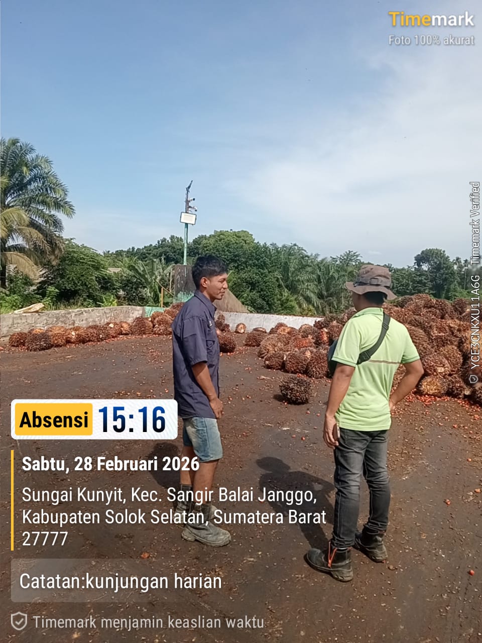 Mandor Panen Melakukan Tinjauan Ke Sortasi TBS