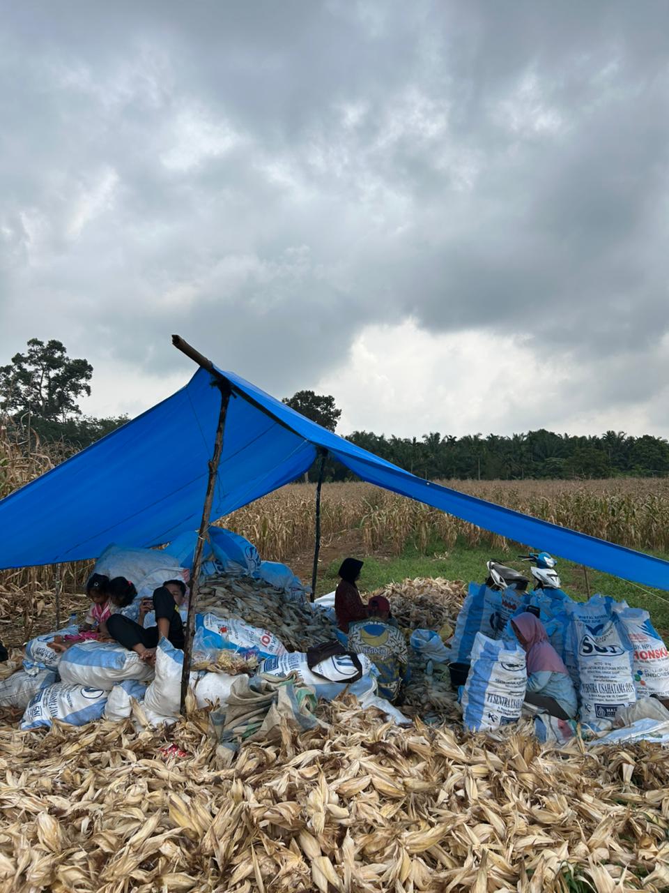 Petani Mitra Mulai Panen Jagung Ronde Kedua Program Ketahanan Pangan BUMNag Madani Lubuk Malako