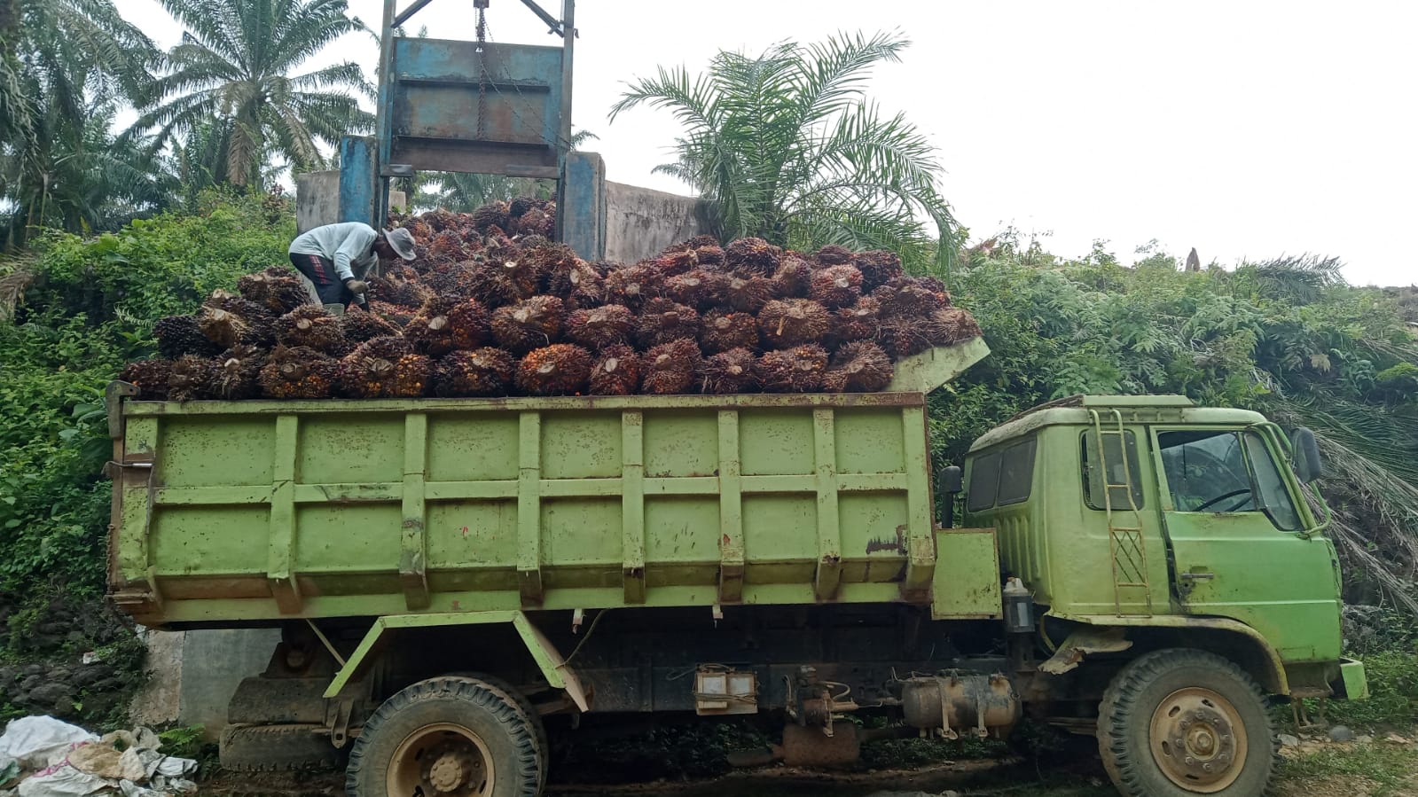 Kegiatan produksi di Kebun Sawit Koperasi Produsen Madani, Pengiriman Trip Kedua TBS Berangkat Kamis 13 Agustus 2026