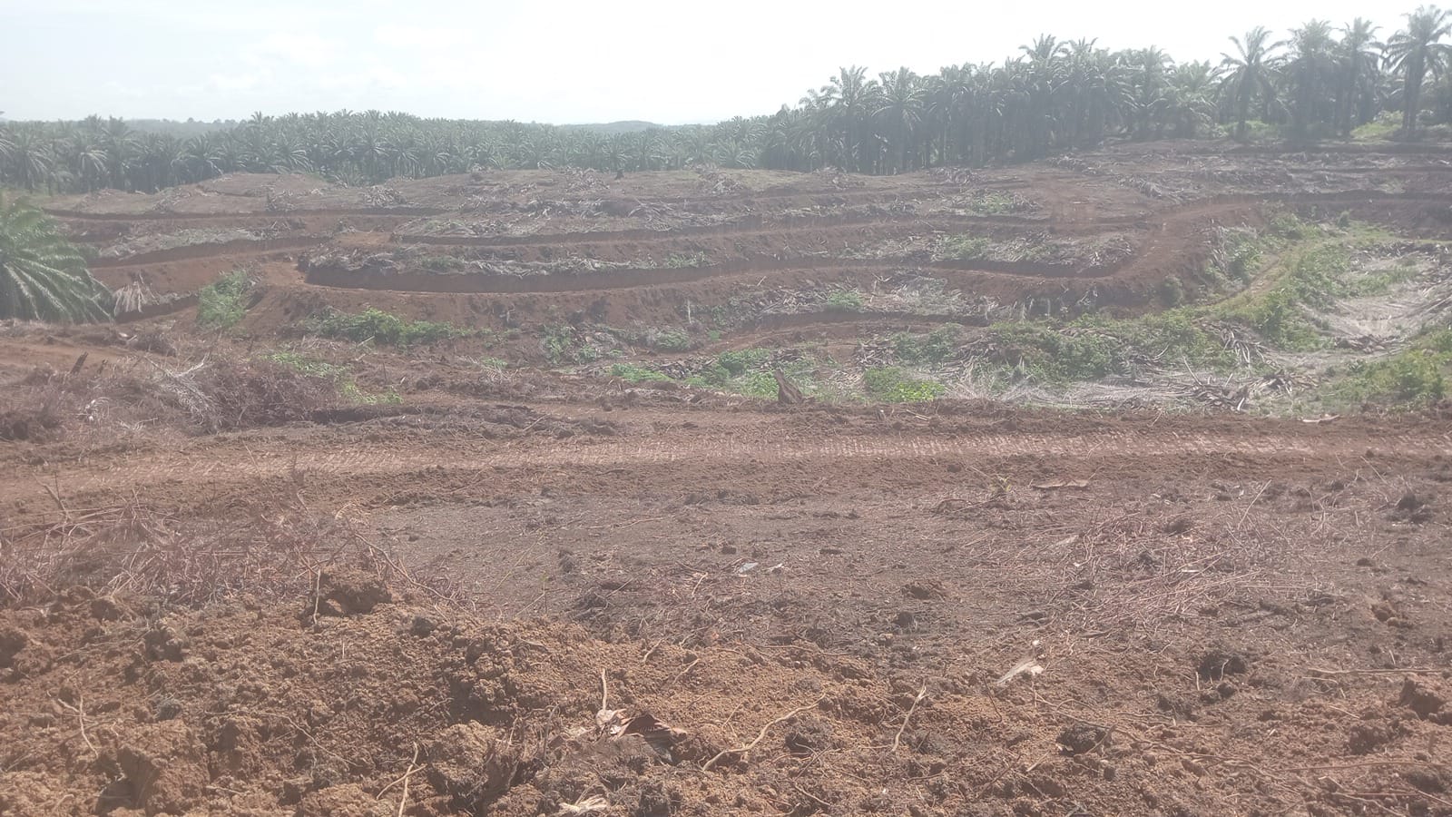 Progres Program Sawit Rakyat (PSR) Koperasi Produsen Madani Lubuk Malako